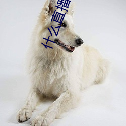 什么直播平台可以看那个 （添枝增叶）