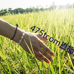 475tcom直播妖妖