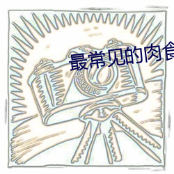 最常见的肉食动物有哪些