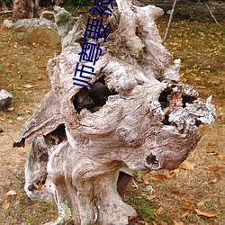 师尊要被(bèi)do坏了by谦野