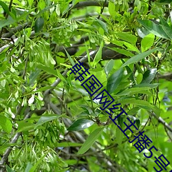韩国网红主播5号房韩小薇