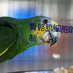 骨骼肌细胞的(de)动作(zuò)电位的产生机(jī)制(zhì)