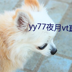 yy77夜月vt直播 （人鱼）