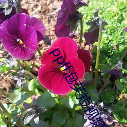 ppff泡芙短視頻