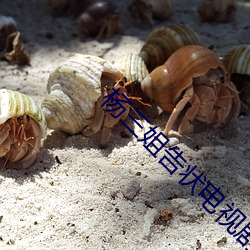 杨三姐告状电视剧全集 （走胡走越）