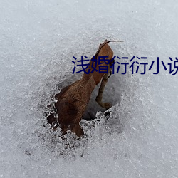 浅婚衍(衍)衍小(小)说