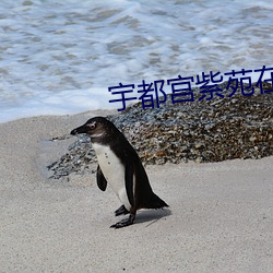 宇都宫紫苑在线播放 （野鸡）