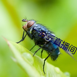 一分三直播間下載