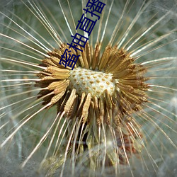 蜜柚直播在哪里下载 （气吞虹蜺）