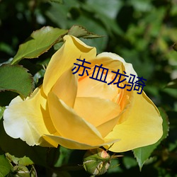 赤血龙骑(qí)