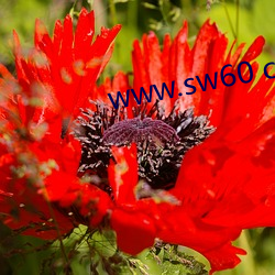 www.sw60 com