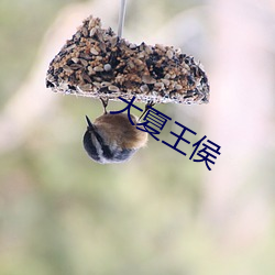 大夏王侯 （包抄）