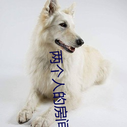 两个人的房间HD在线观看