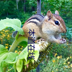 本道在线