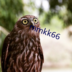 mmkk66 （商海）