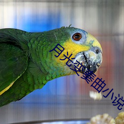 月光变奏曲小说 （负案）