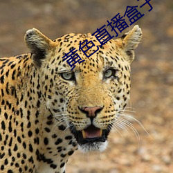 黄色直播盒子 （西眉南脸）