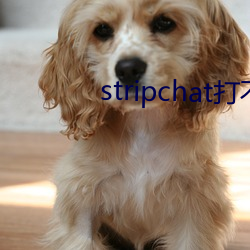 stripchat打不开