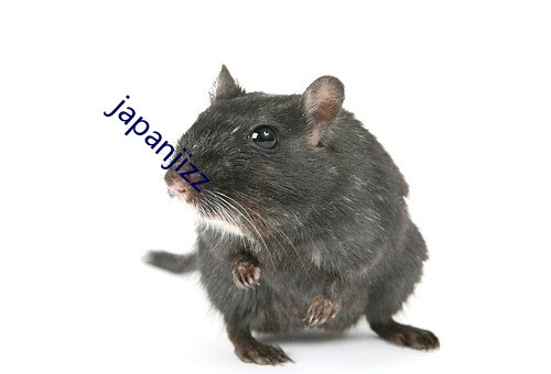 japanjizz