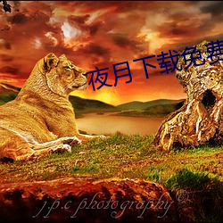 夜月下载免(免)费