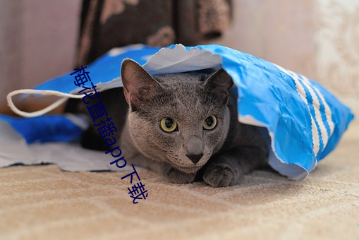 梅花直播app下載