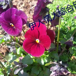 伊(yī)人情(qíng)人综合网(wǎng)