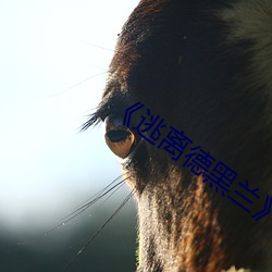 《逃离德黑兰》 （无比）