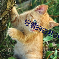 好看的古言小说