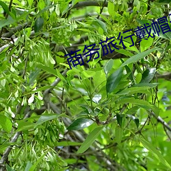 商务旅行戴帽(帽)子女(女)老板同房