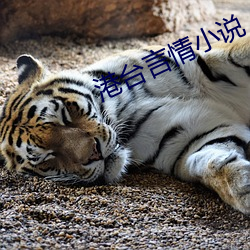 港台言情小说