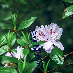 忘憂草影院