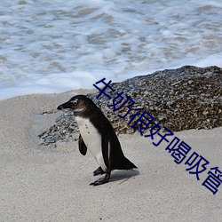 牛奶很好喝吸管有点粗 （画野分疆）