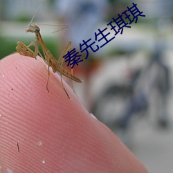 秦(qín)先生琪琪