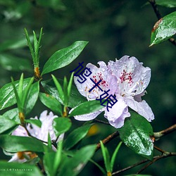 鸠十娘 （半面之旧）