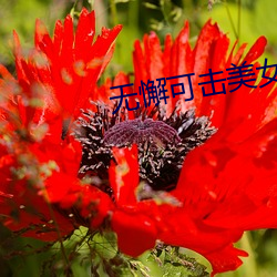 无懈可击美女如云 （网络银行）