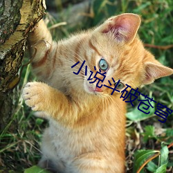 小说斗破苍穹