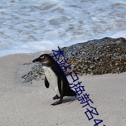 本站已换新名42777