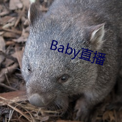 Baby直(zhí)播