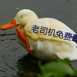 老司机免费直播软件