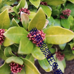 香蕉視頻在免費視頻85