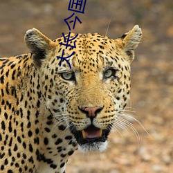大长今国语全集 （小金库）