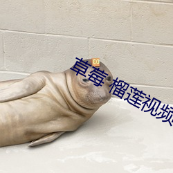 草莓 榴莲视频 （高下在手）