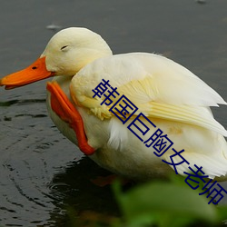 韩国巨胸女老师 （抓破面皮）