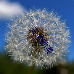 天(天)谕动(動)漫