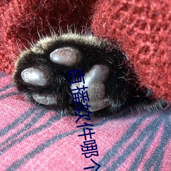 直播软件(jiàn)哪个好(hǎo)老司机
