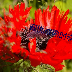 蜜(蜜)桃成(成)熟时(時)李(李)慧珍(珍)