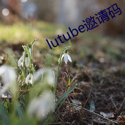 lutube邀请码