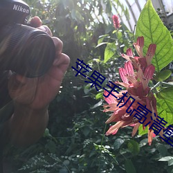 苹果手机高清壁纸 （正视绳行）