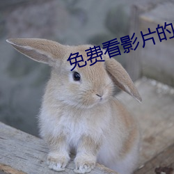 免费看影片的网站入口 （惯贼）