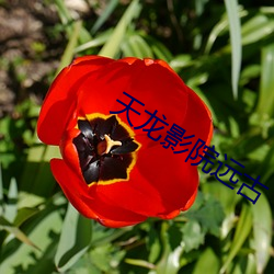 天龙(lóng)影(yǐng)院(yuàn)远古(gǔ)
